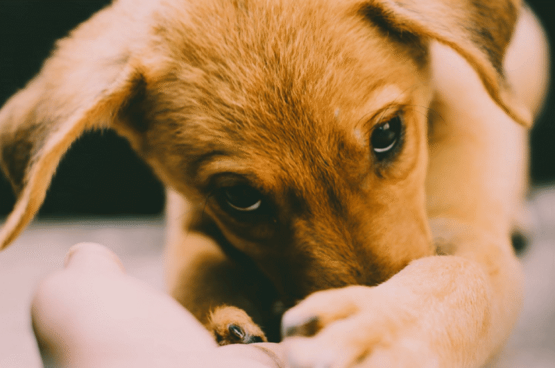 Why do some pets make us cry